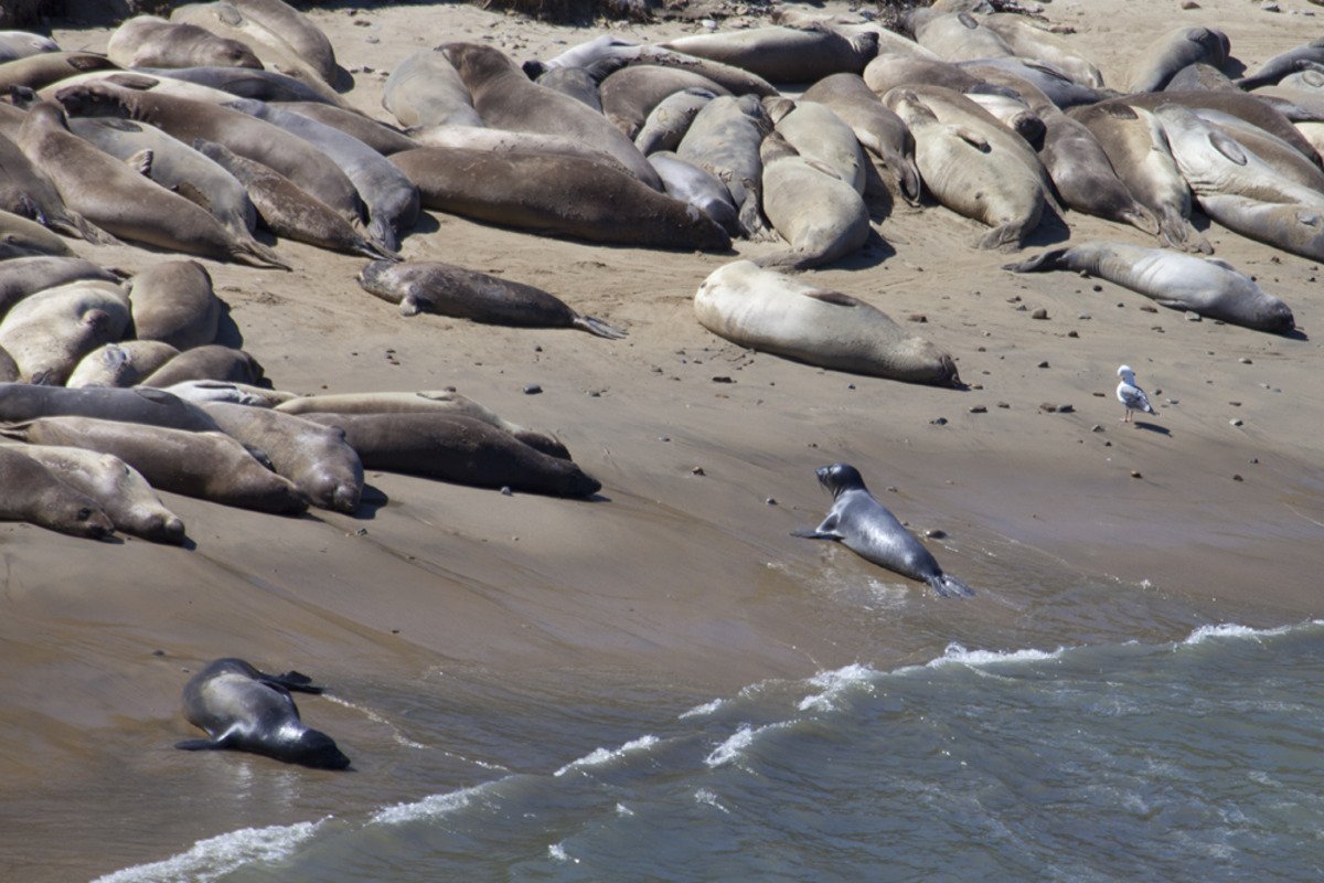 point_reyes_elephant_seal_colony2.jpg