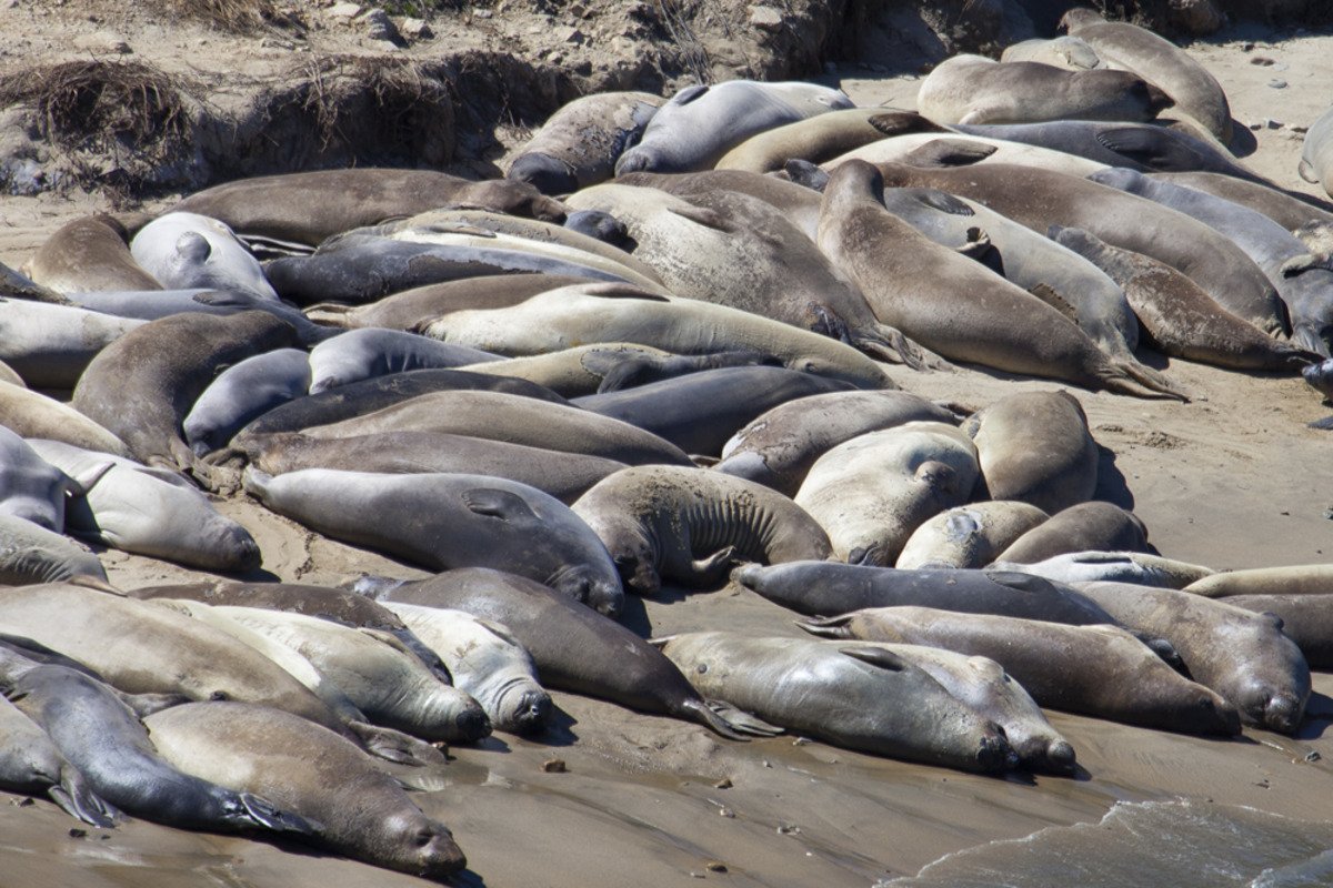 point_reyes_elephant_seal_colony3.jpg