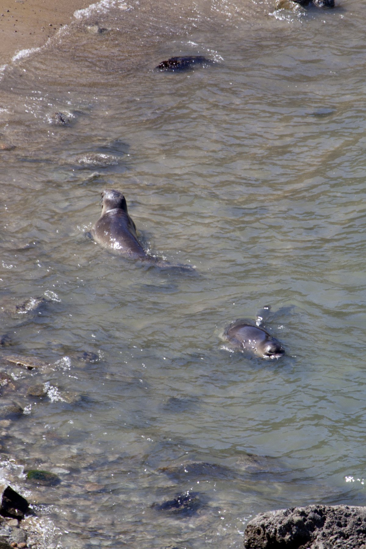 point_reyes_elephant_seal_colony4.jpg