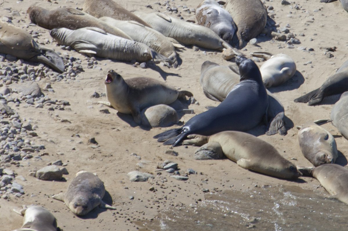 point_reyes_elephant_seal_colony6.jpg