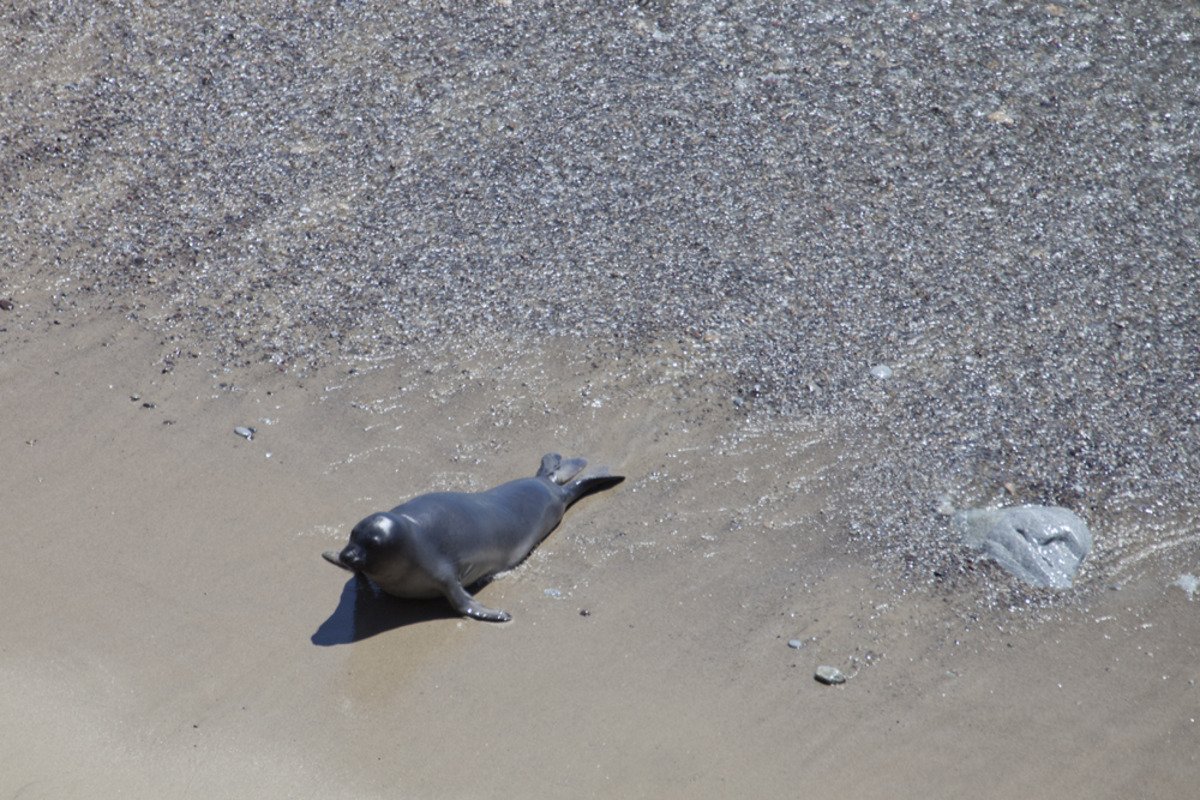 point_reyes_sealpup1.jpg