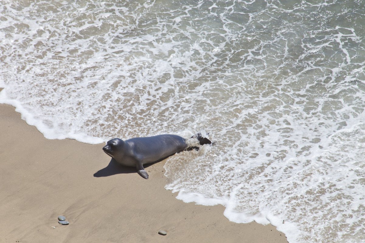 point_reyes_sealpup2.jpg
