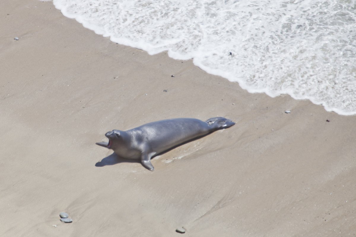 point_reyes_sealpup3.jpg