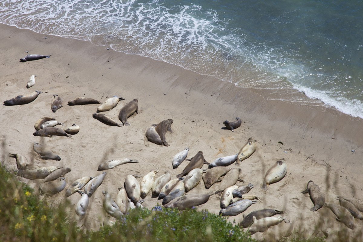 point_reyes_seals1.jpg
