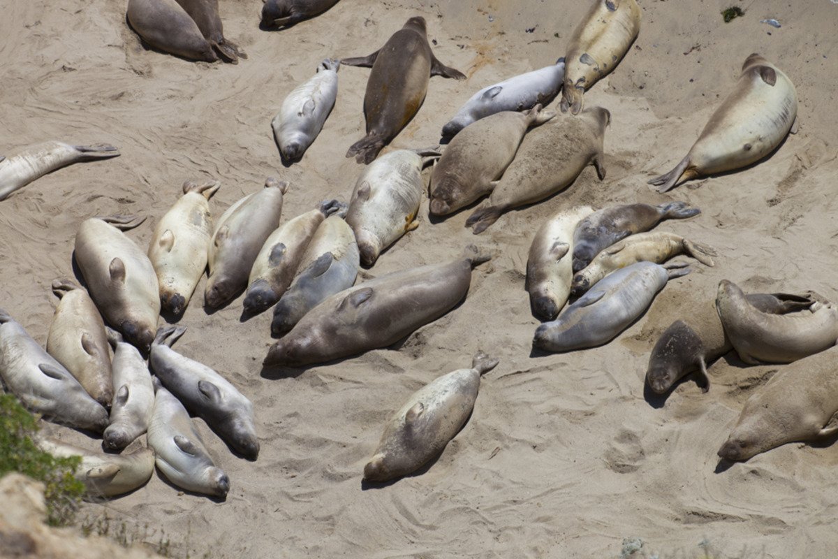 point_reyes_seals2.jpg