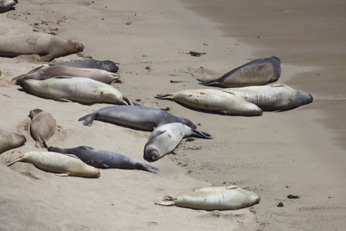 point_reyes_seals3.jpg