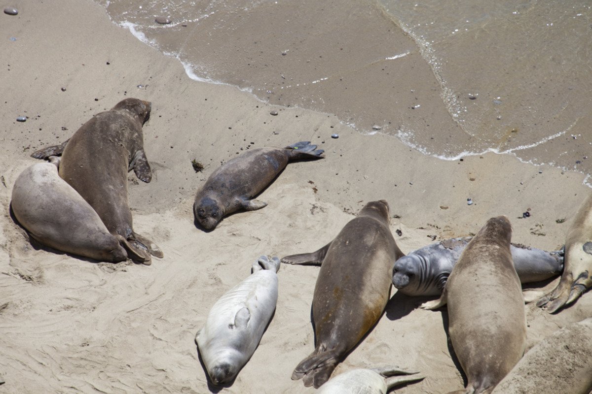 point_reyes_seals4.jpg