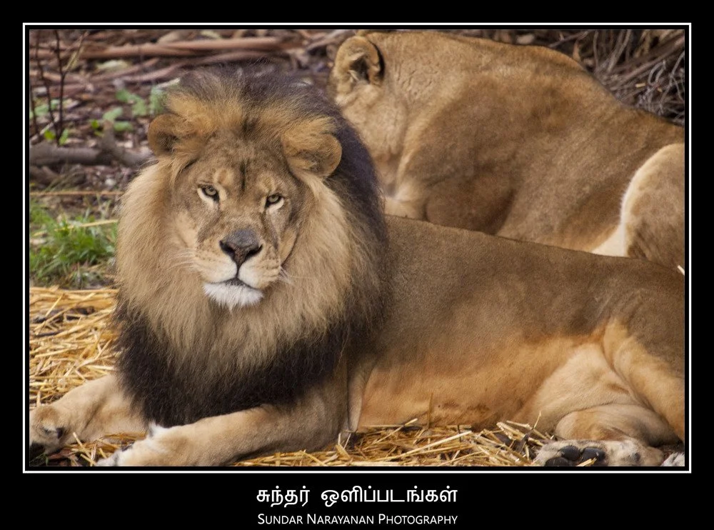 african_lion.jpg