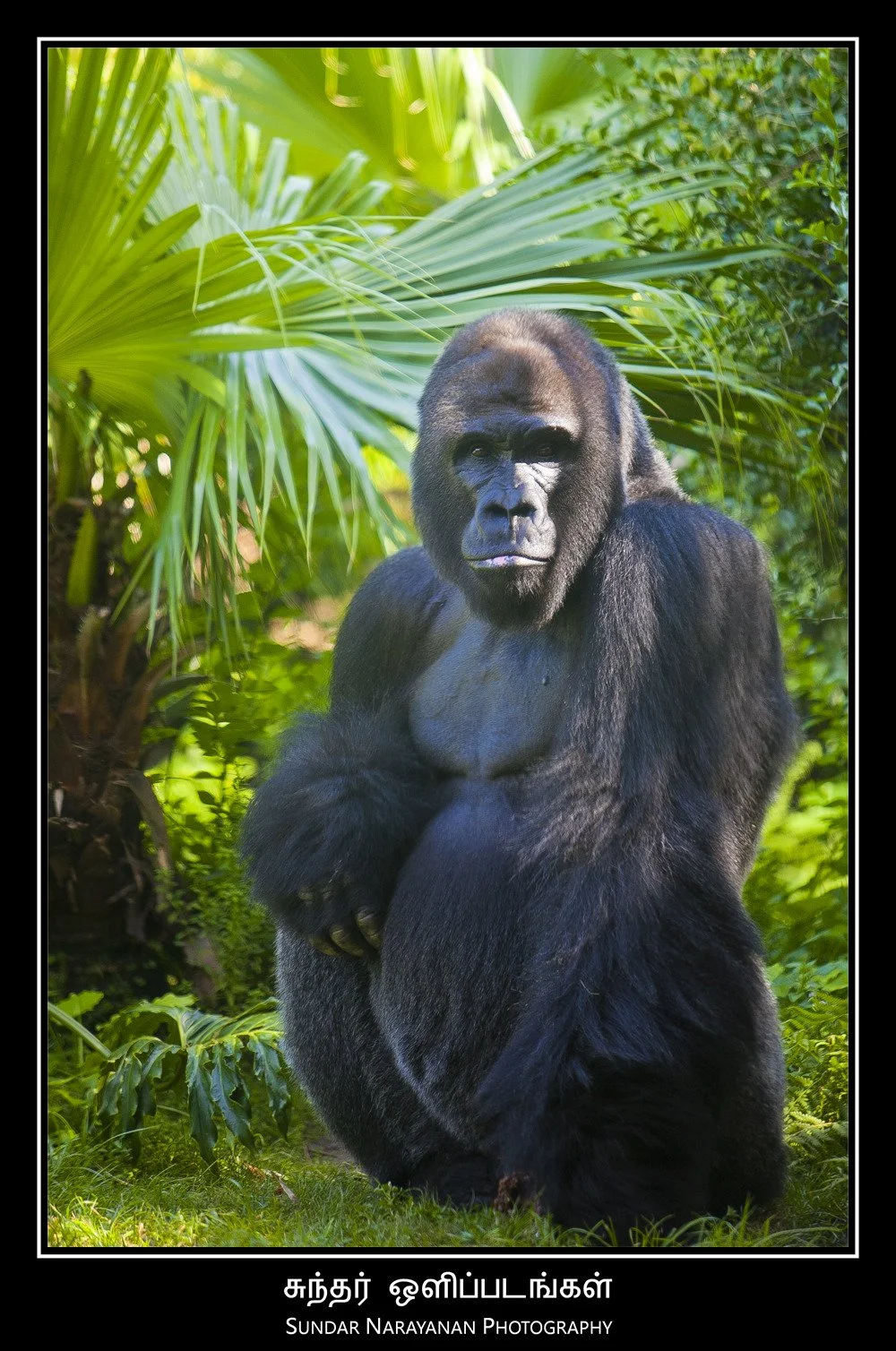 gorilla.jpg