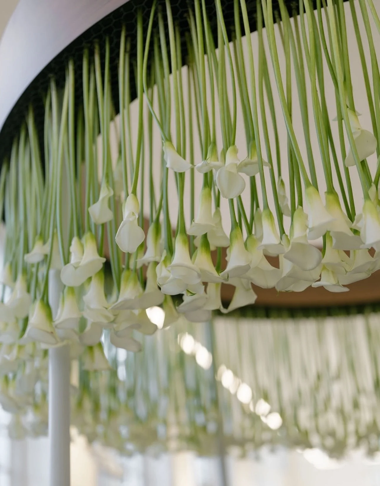 Our hanging calla lily chandelier created a beautiful focal point to the dining space at the Kew Gardens Orangerie! 🤍 
.
.
.

@matthew_oliver_weddings @bertie_matthewoliver @georgia_matthewoliver @kewevents @kewgardens @tammyshun @houseoffurncollect