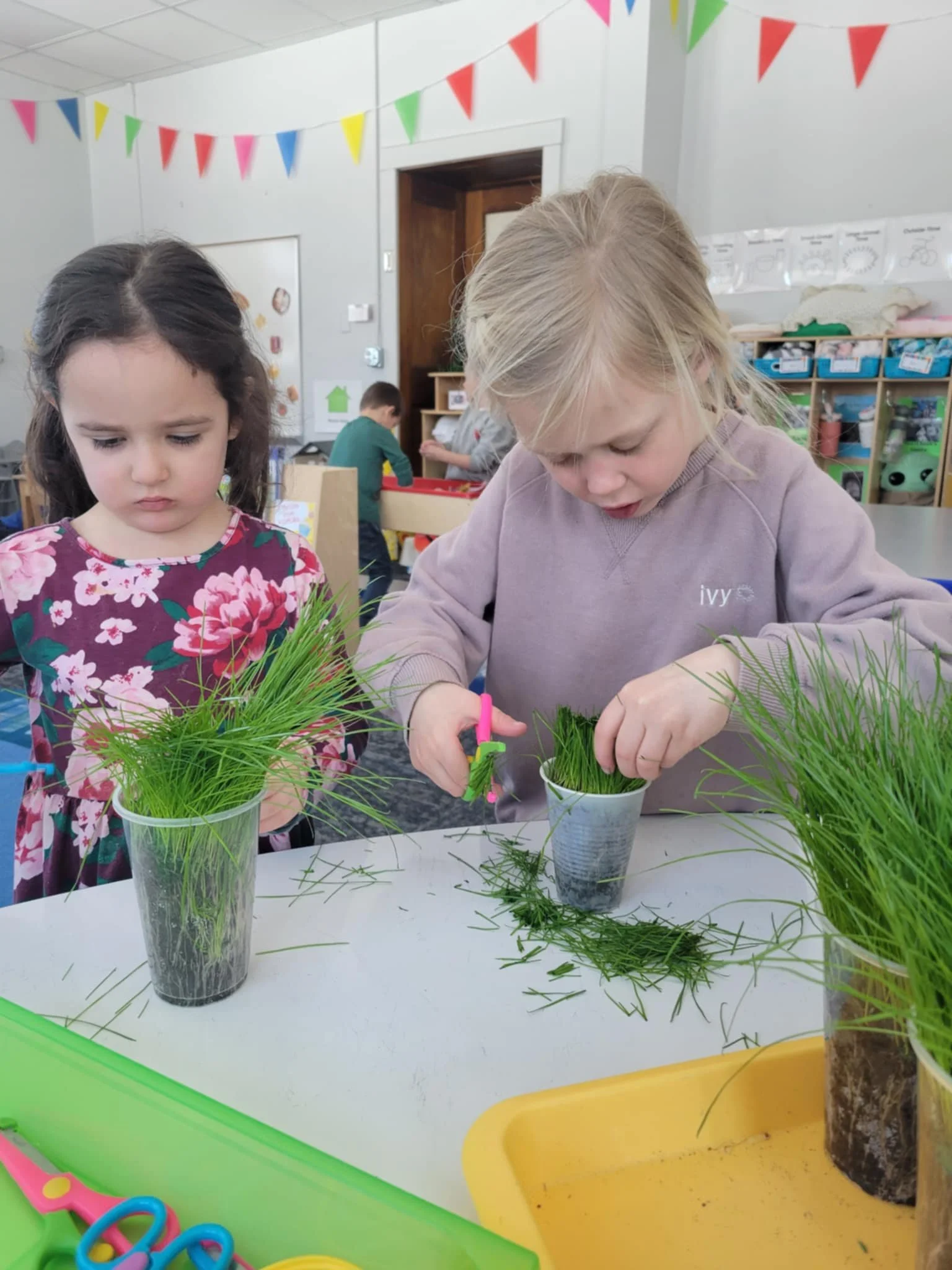 Two preschool students attentively transplanting grass from a larger container  into small plastic cups.