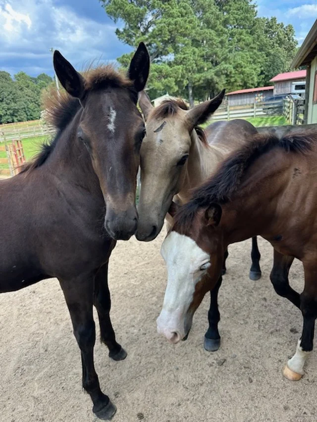 Three horses standing close together in a paddock with trees and a building in the background.