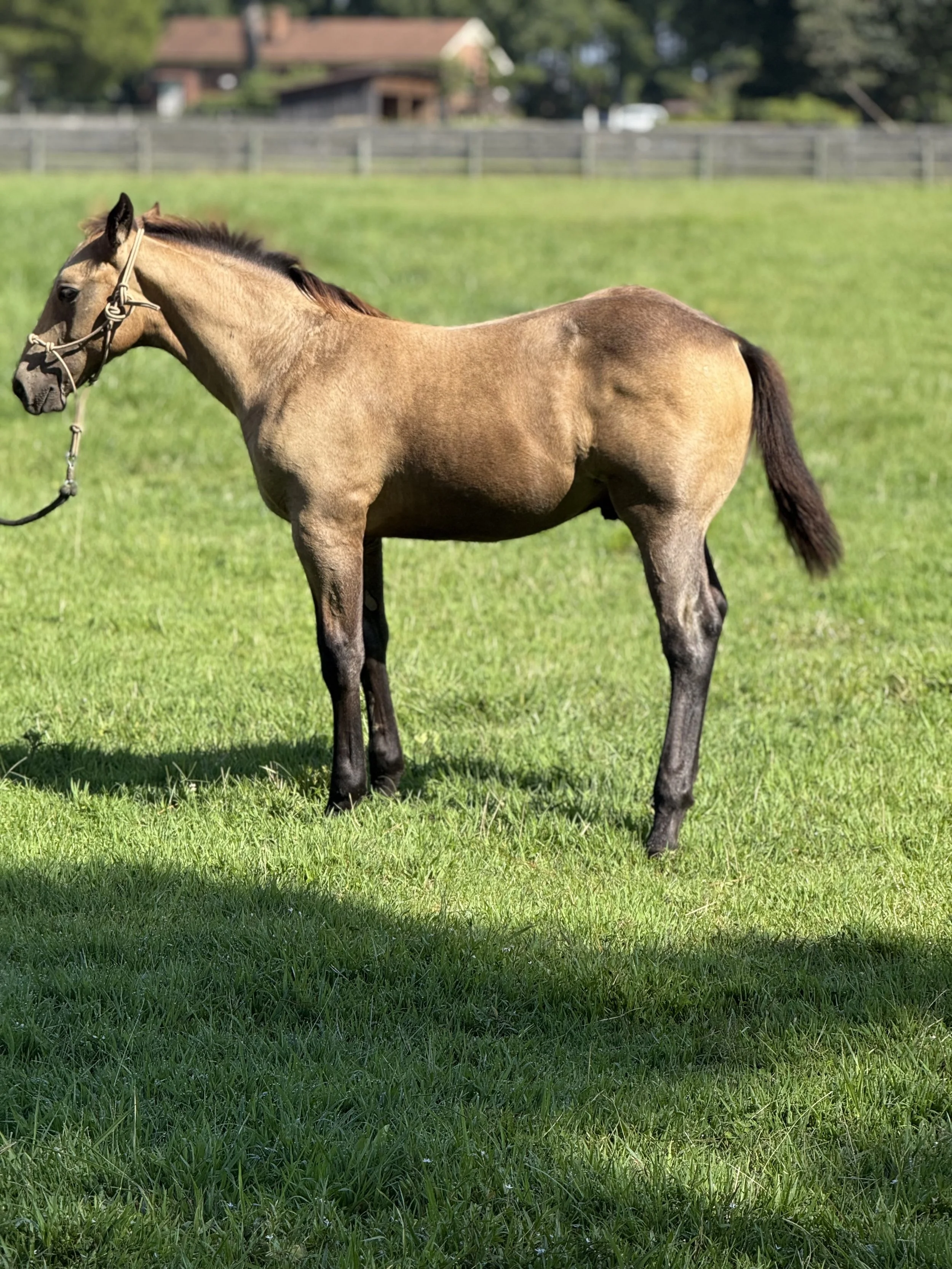 A young tan and black foal standing on green grass in a fenced pasture.