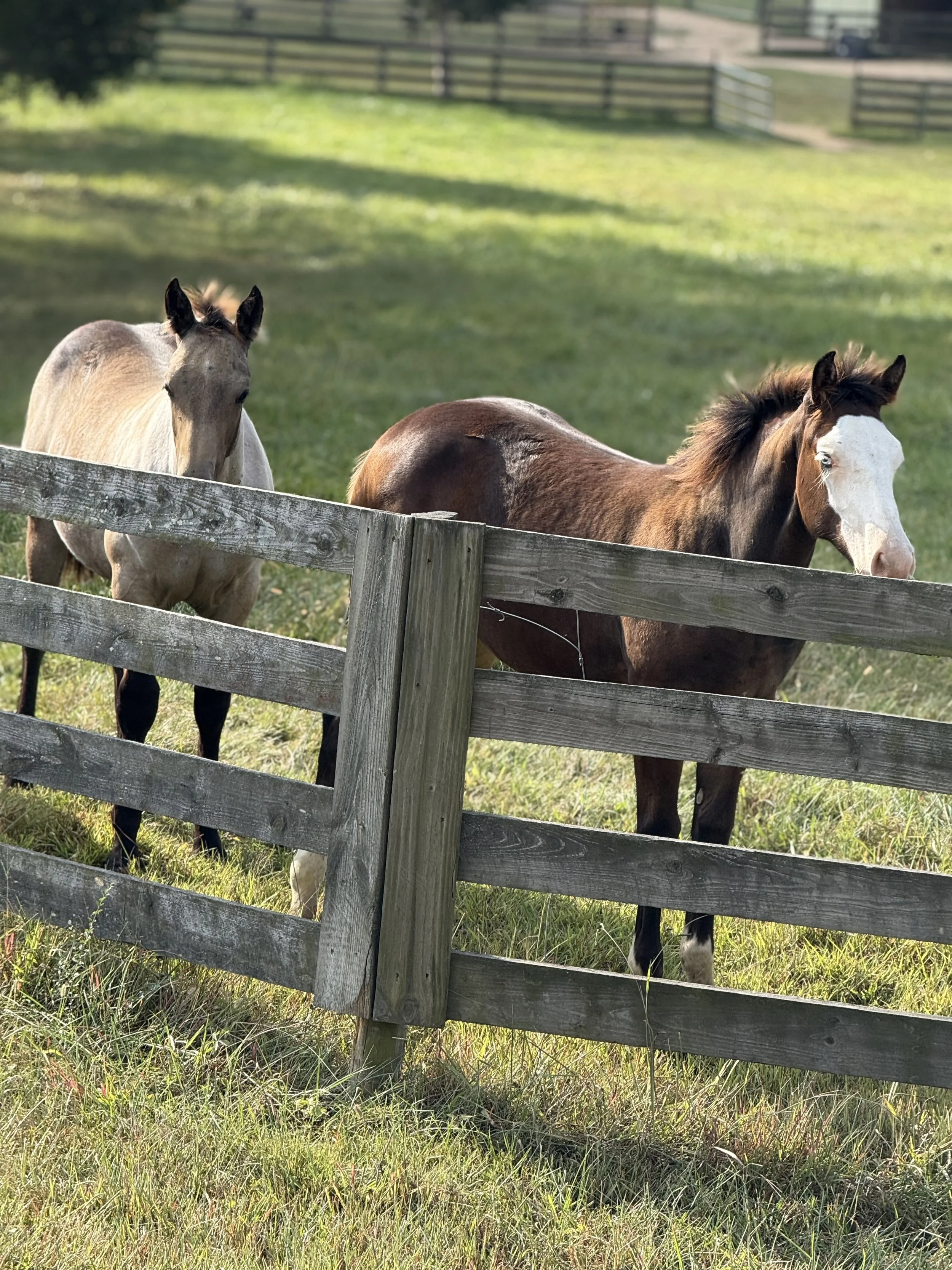 Two horses standing behind a wooden fence in a grassy field
