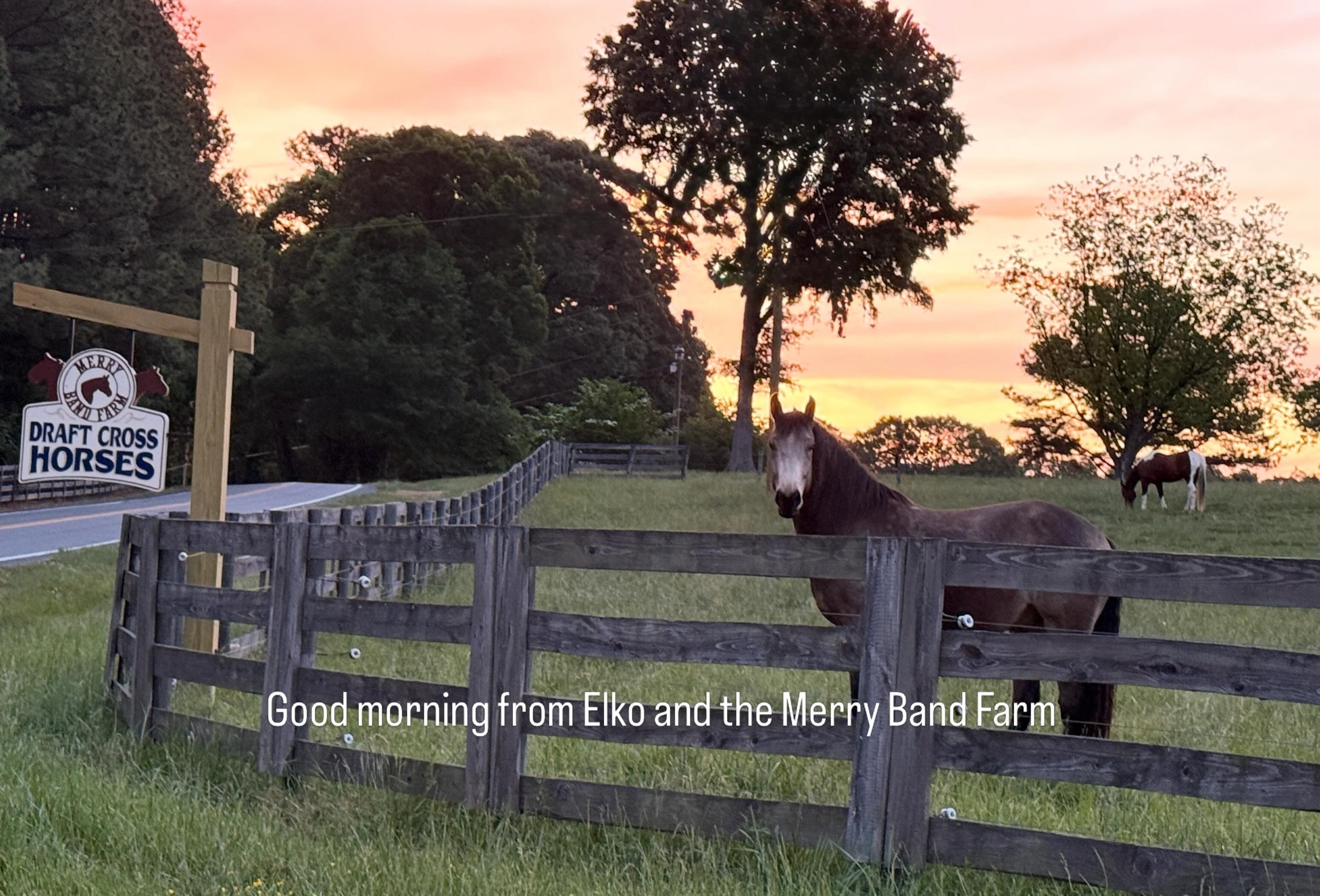 #merrybandfarm, #draftcrosshorses
