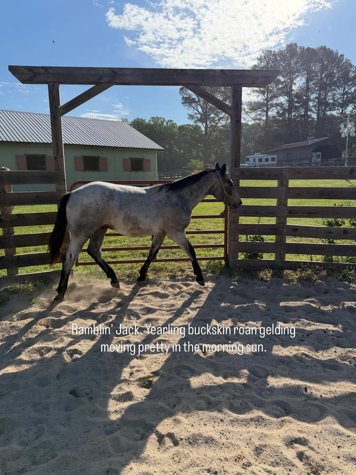 Ramblin' Jack, yearling gelding by #twolegitt out of Hillside Kerlinda. Moving pretty in the morning sun.