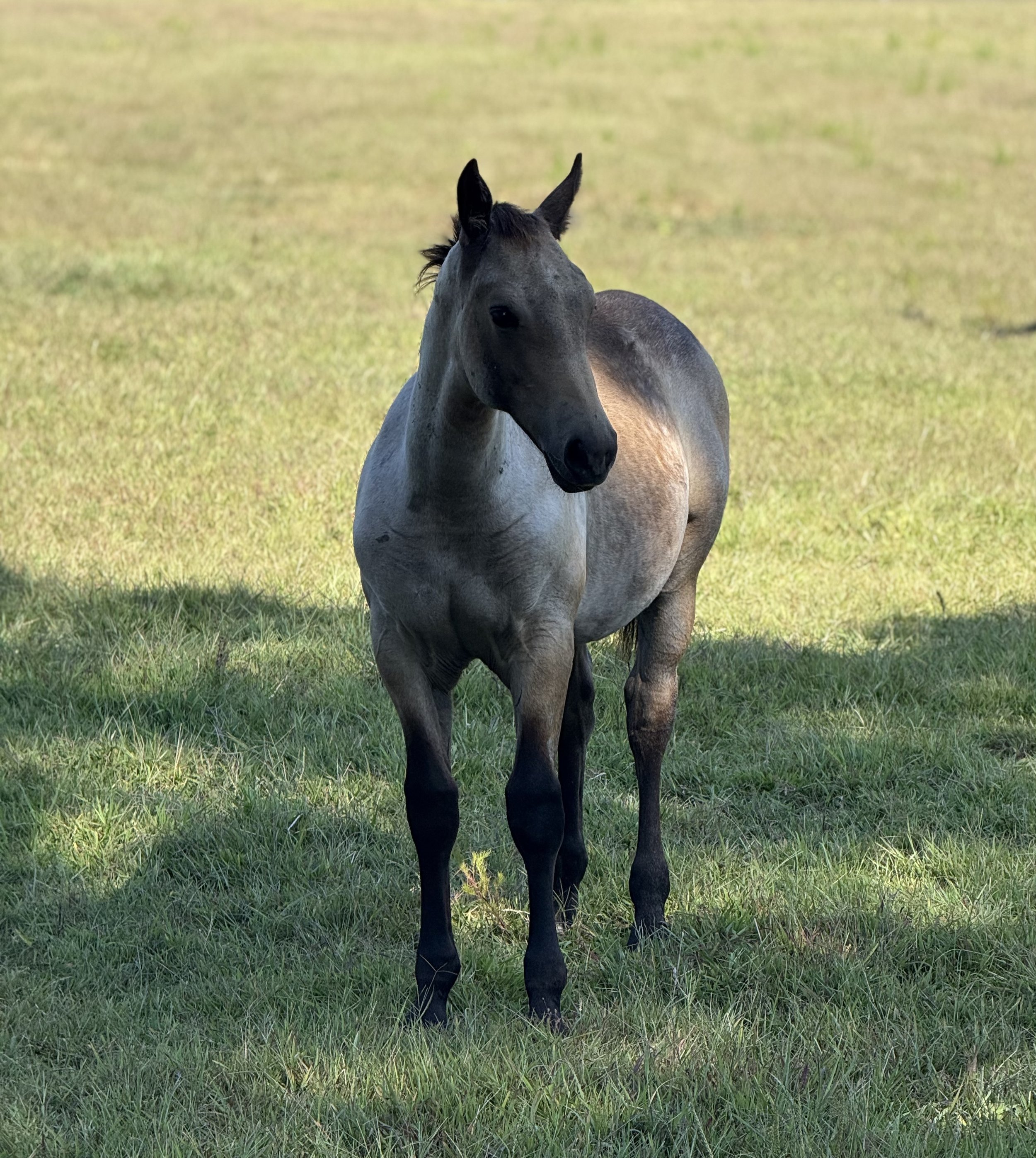 A young foal standing on green grass in sunlight with a blurred grassy background.