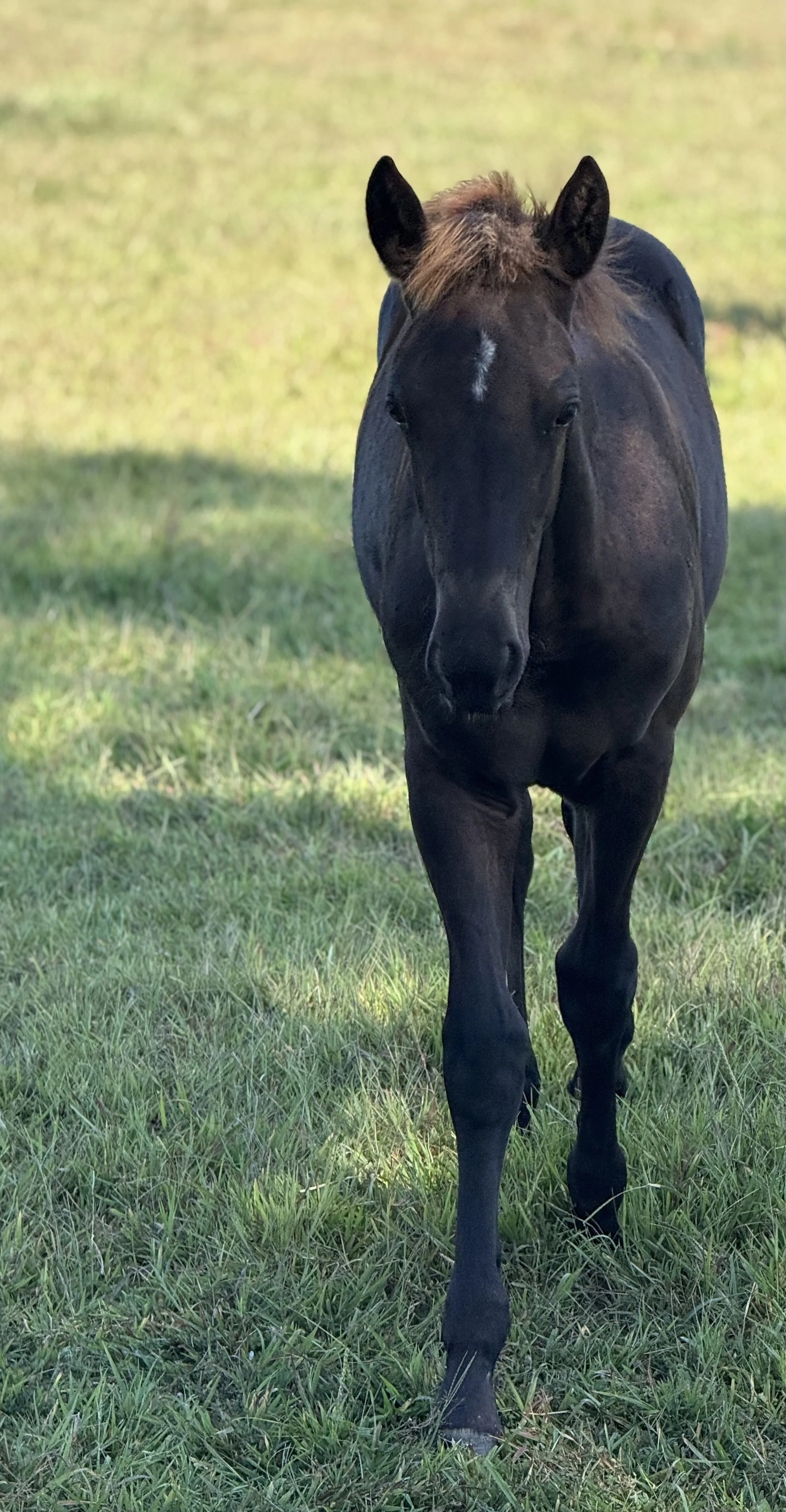 A young black horse walking on green grass in a sunny field.