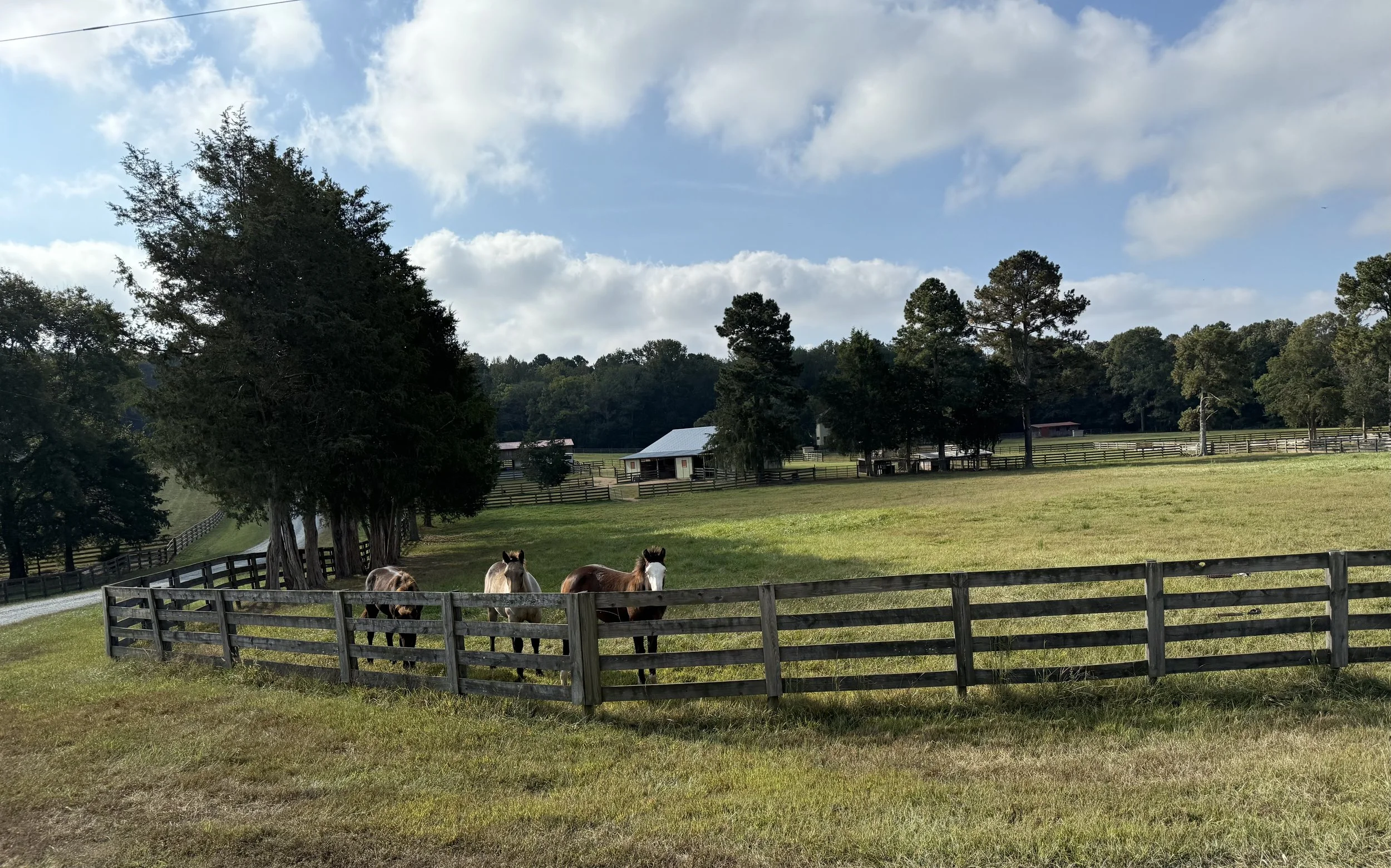 Three horses standing behind a wooden fence in a grassy field with trees, farm buildings, and a partly cloudy sky in the background.