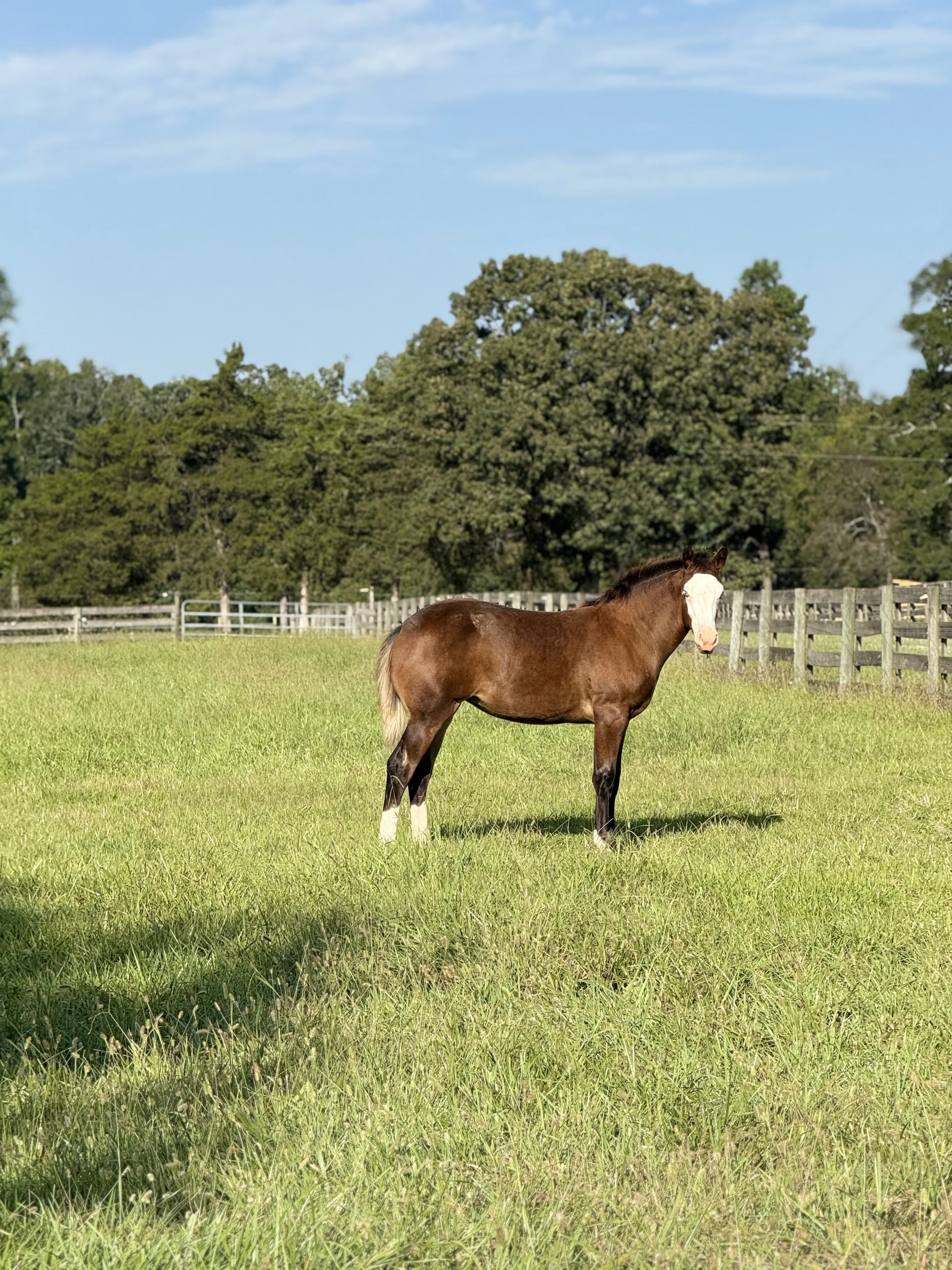 A brown horse with a white blaze on its face standing in a green grassy field, with trees and a wooden fence in the background under a blue sky.