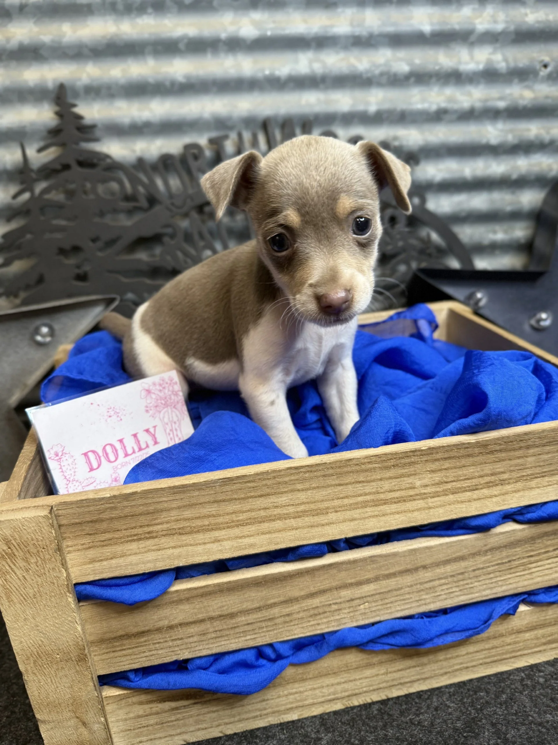 Dolly born 7/22/25 out of Holly x Hershey