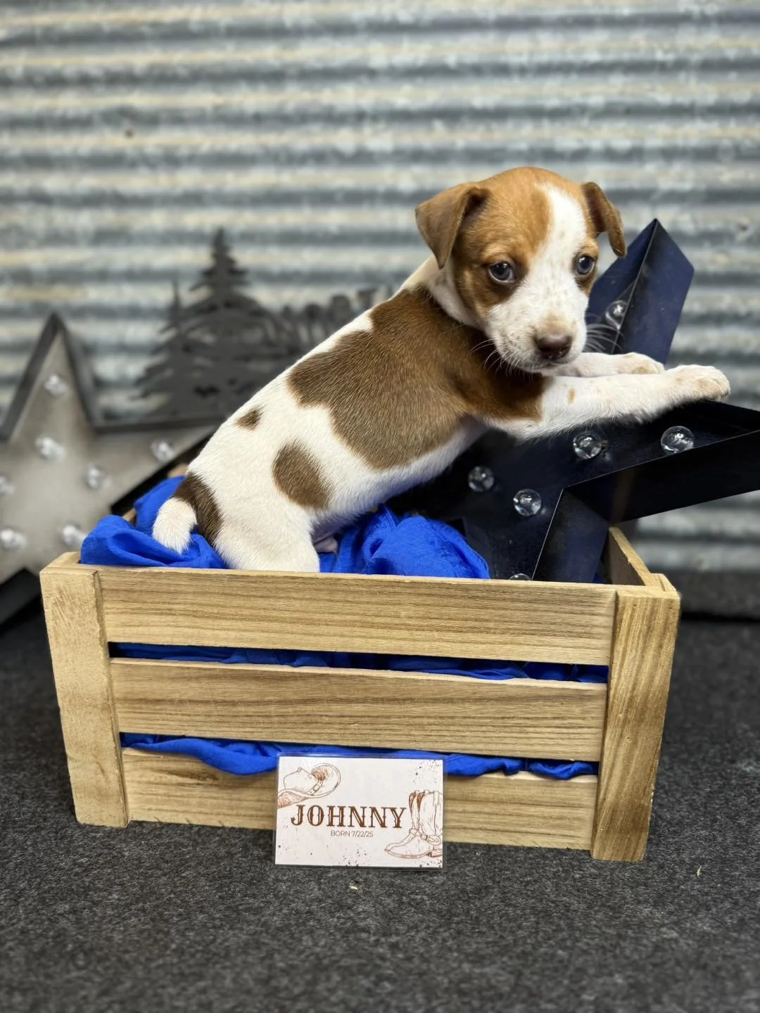 Johnny born 7/22/25 out of Holly x Hershey
