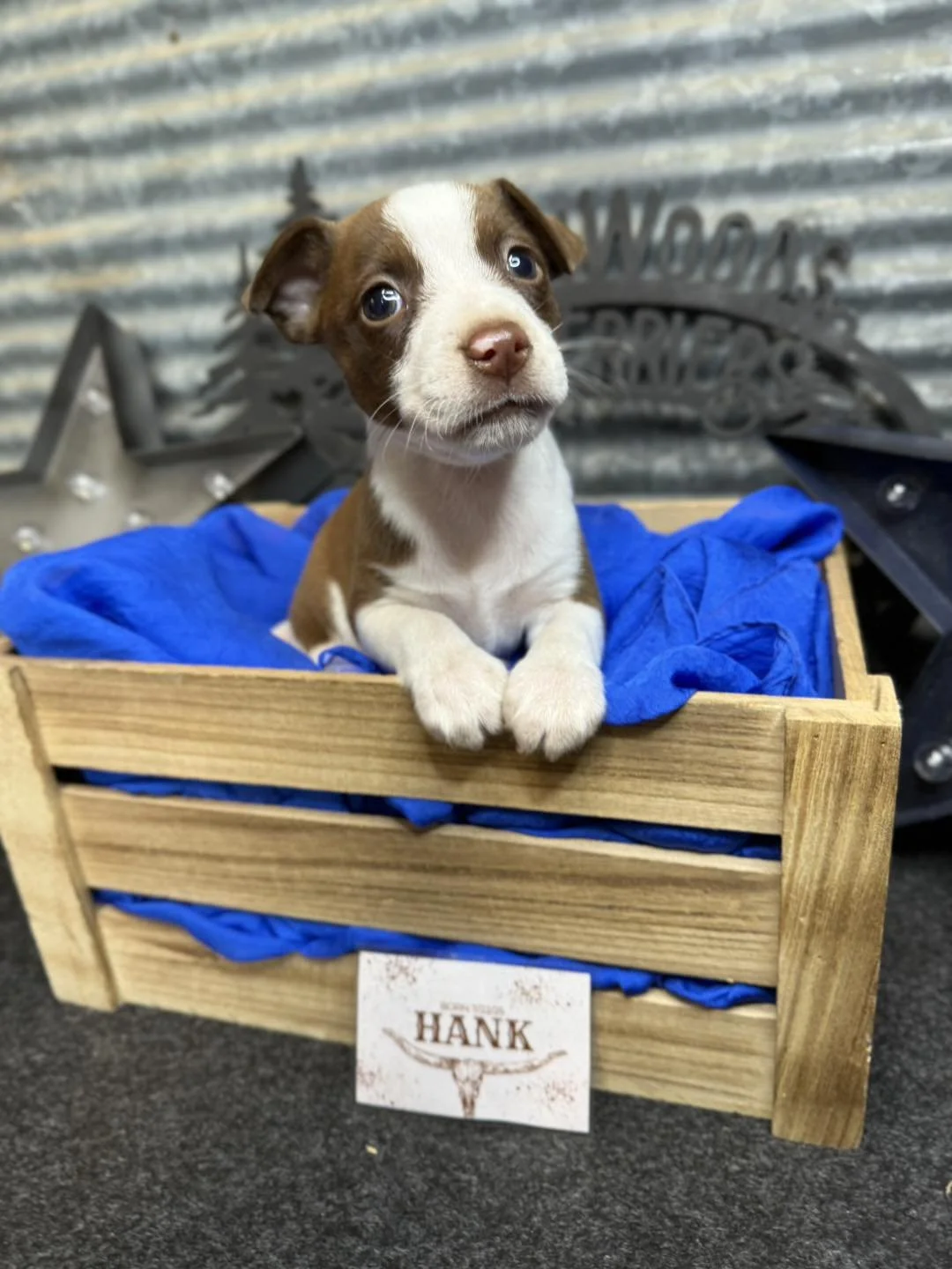 Hank born 7/22/25 out of Holly x Hershey