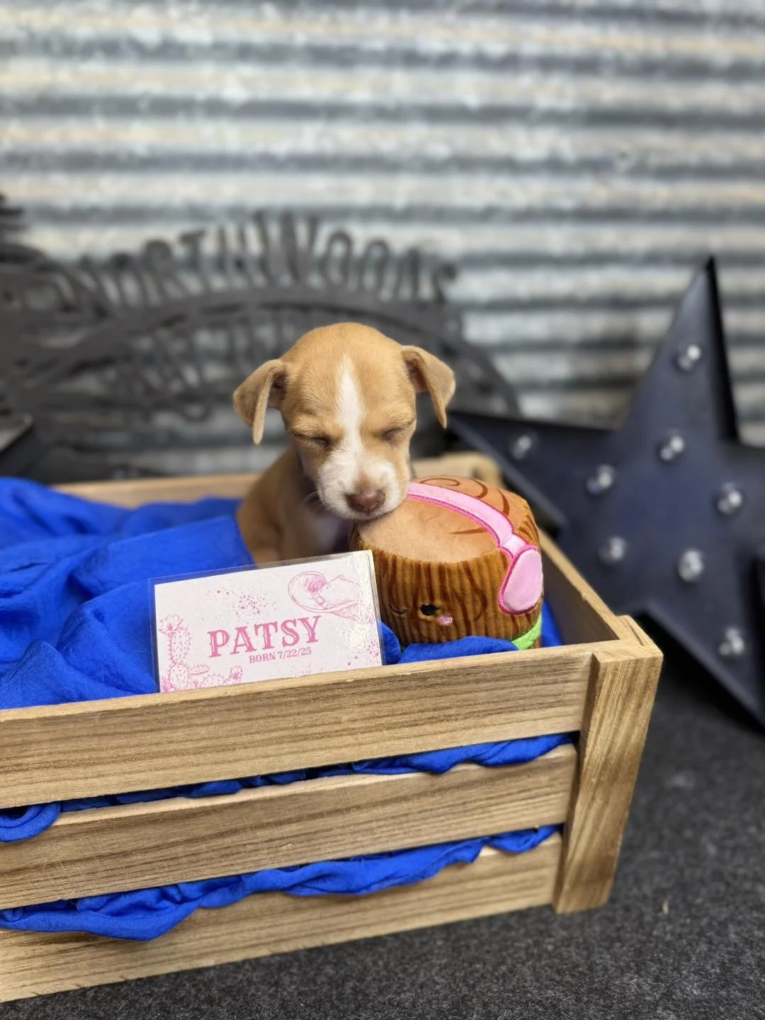 Patsy born 7/22/25 out of Holly x Hershey