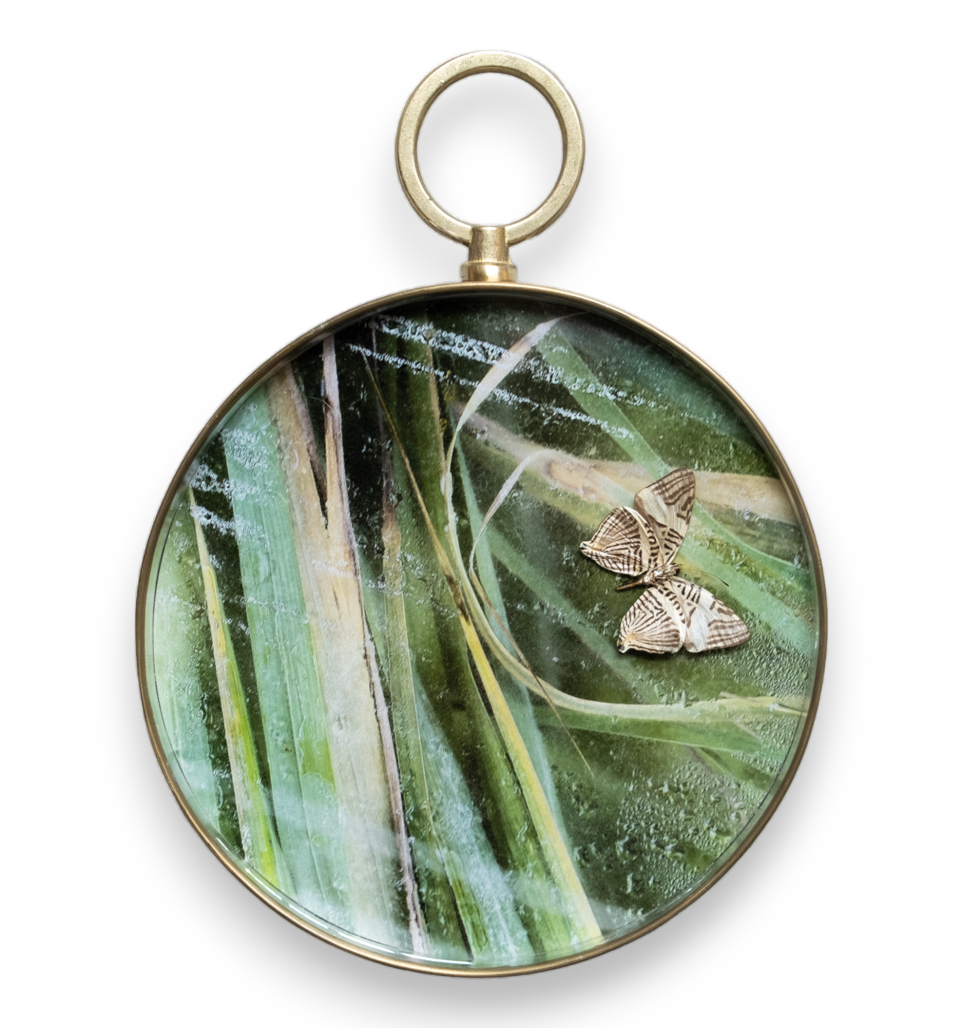 Papilio on resin 2023-7-PhotoRoom-PhotoRoom.png