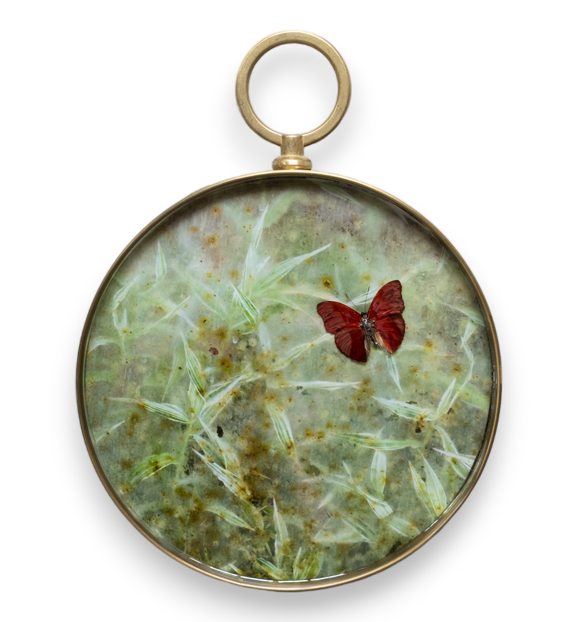 Papilio on resin 2023-12-PhotoRoom-PhotoRoom.png