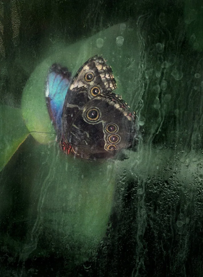 19-MORPHO-PELEIDES.jpg