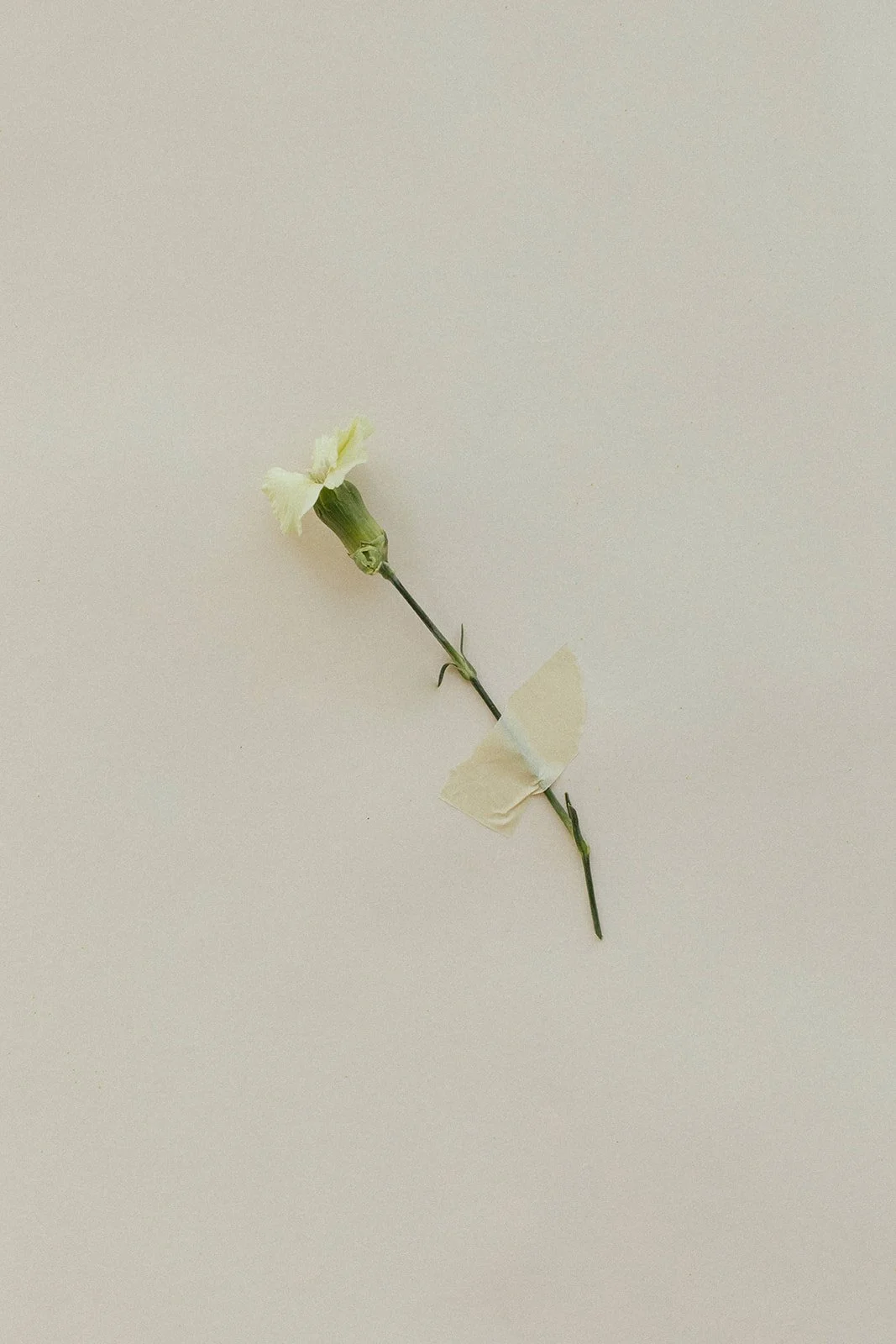 White flower, concept for grief. Therapy intensives for grief in Scottsdale AZ