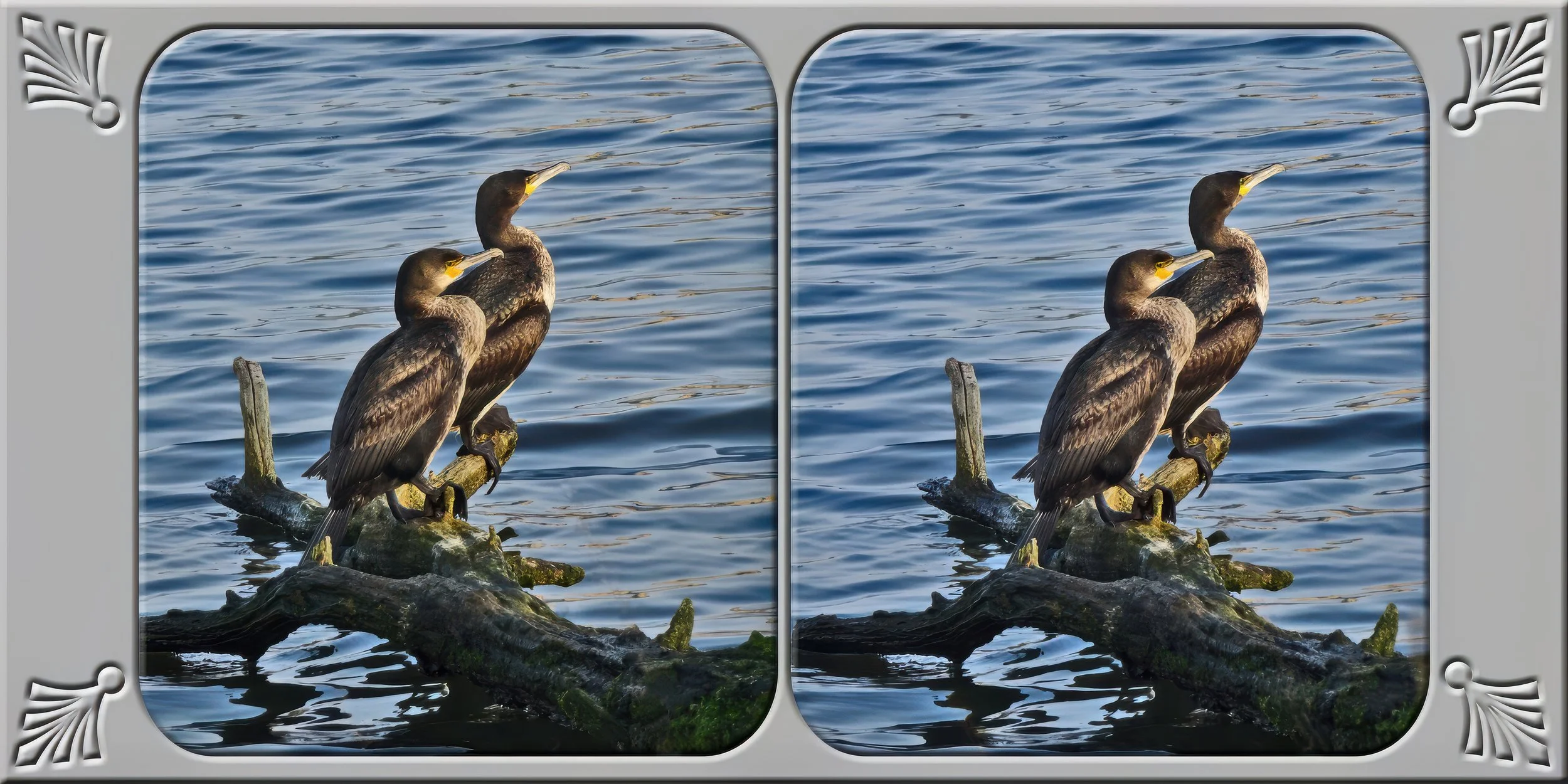 1-gigapixel-standard v2-2x.jpg