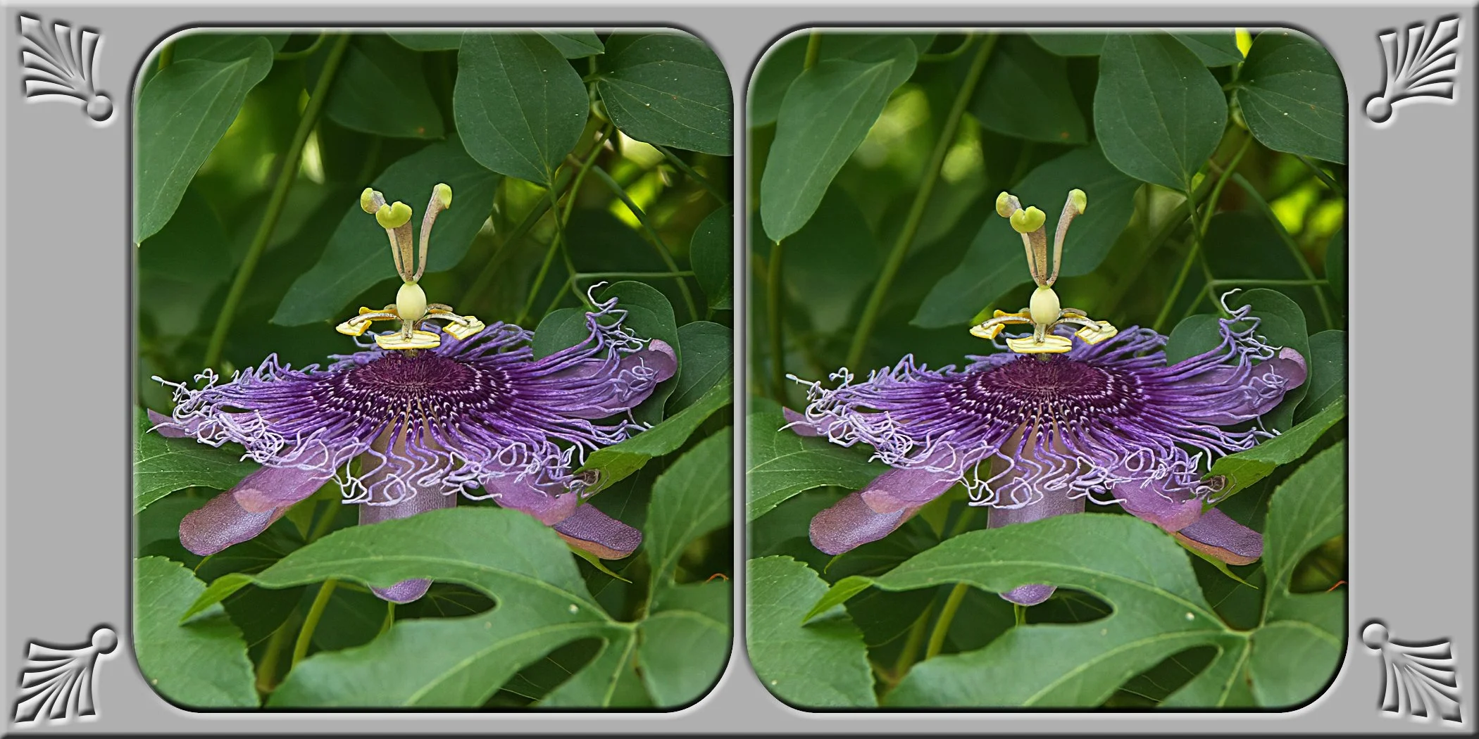 passion flower.jpg