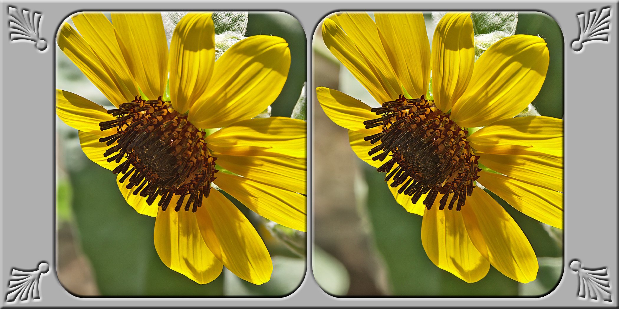 YellowDaisy2.jpg