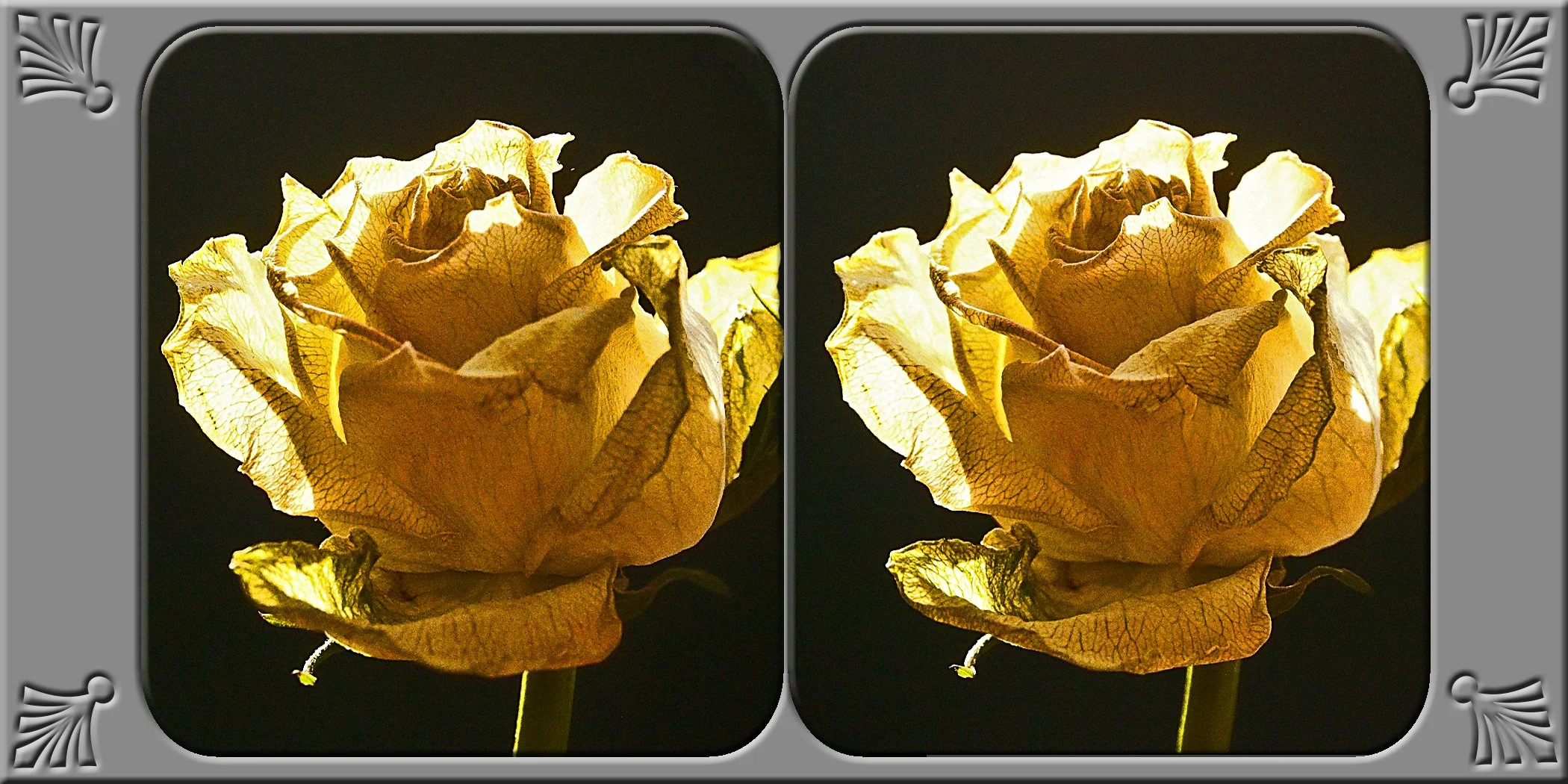 rose-1.jpg