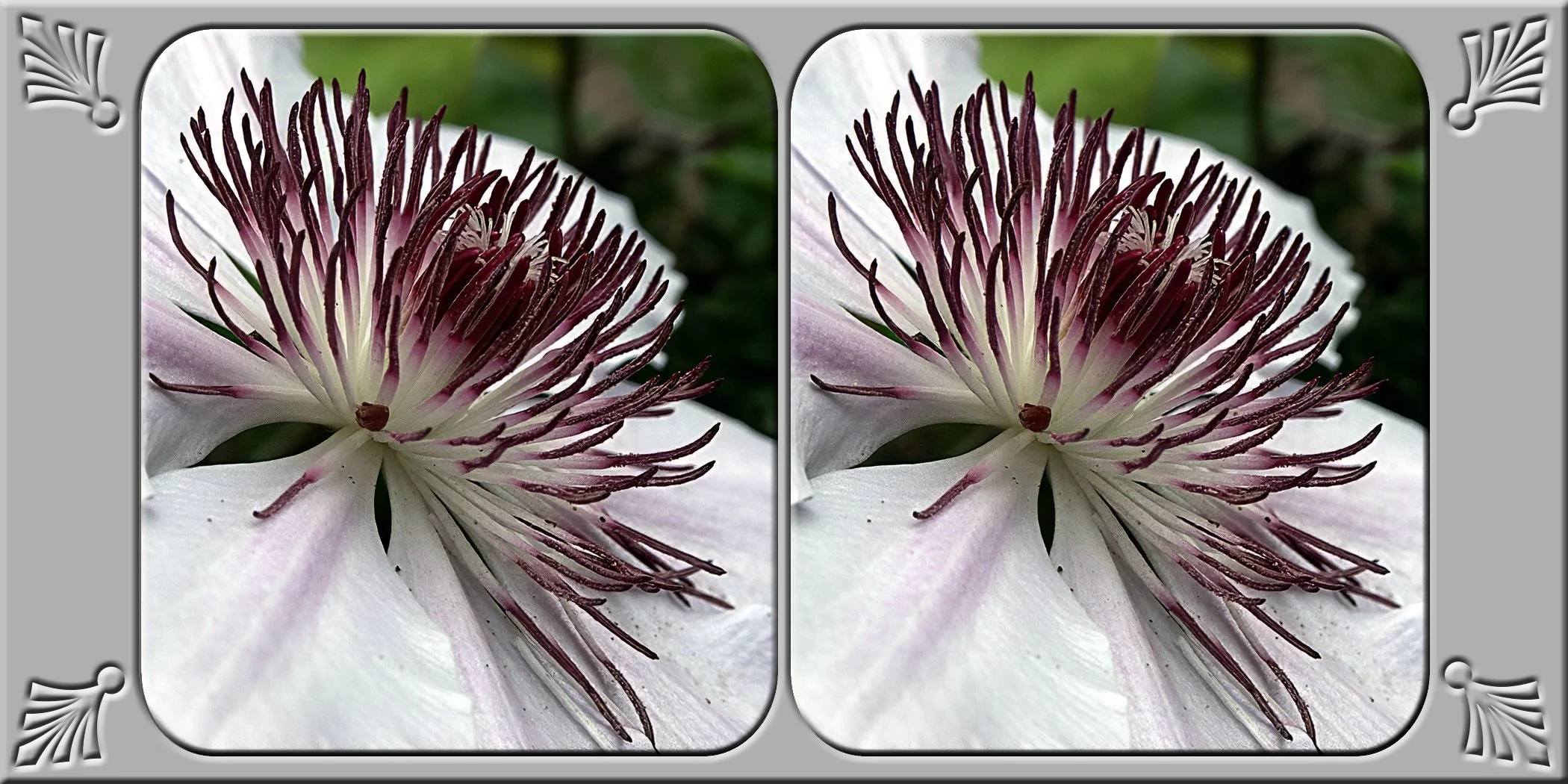 clematis.jpg