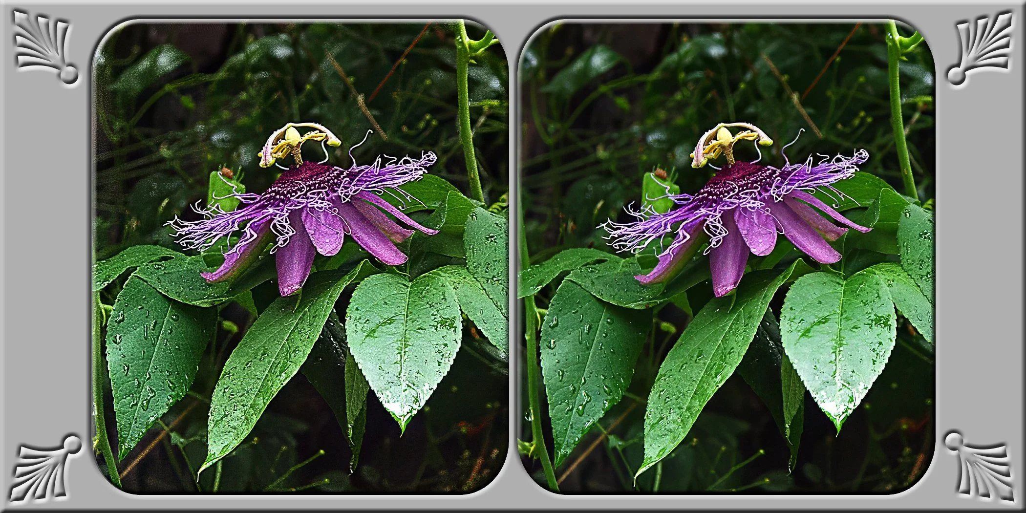 passion flower4.jpg