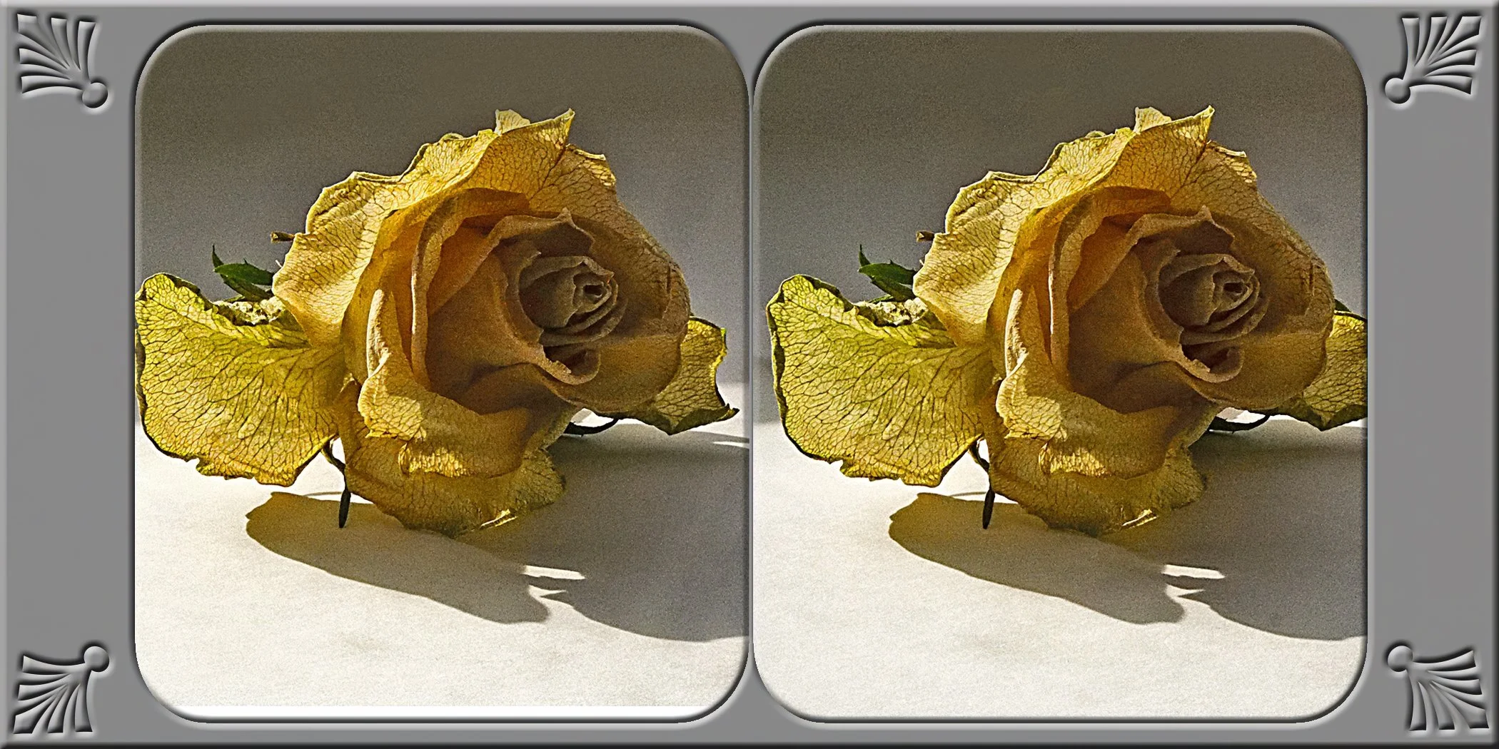 rose-9.jpg