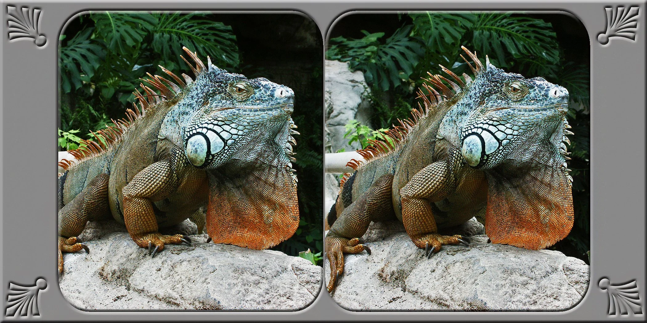 cockeraliguana2.jpg