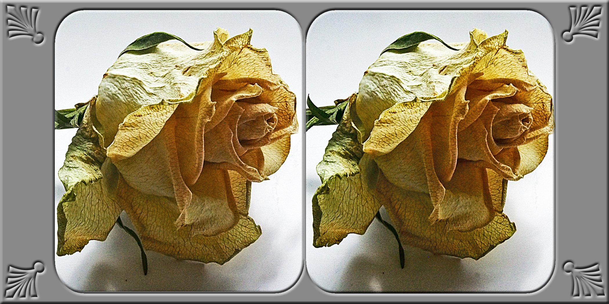 rose-12.jpg