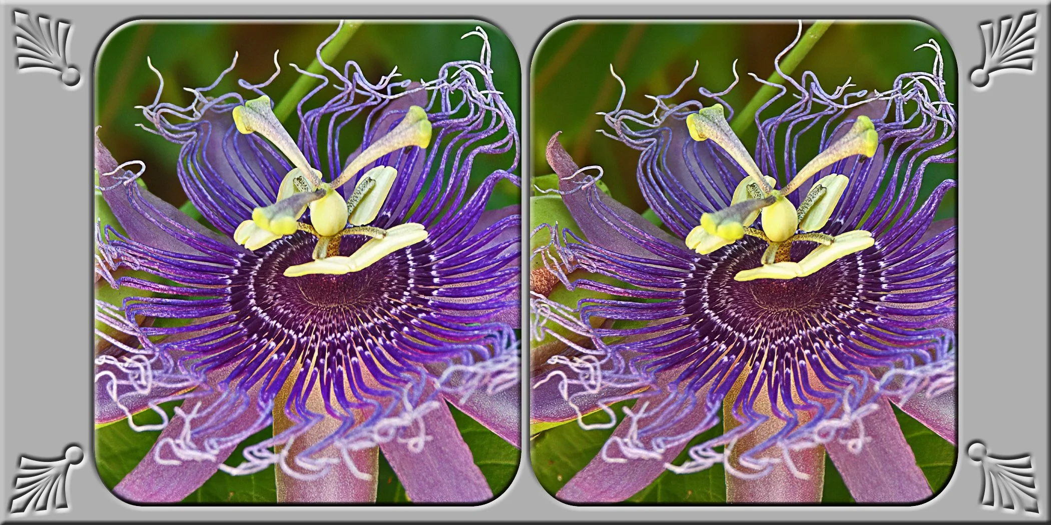 passion flower3.jpg