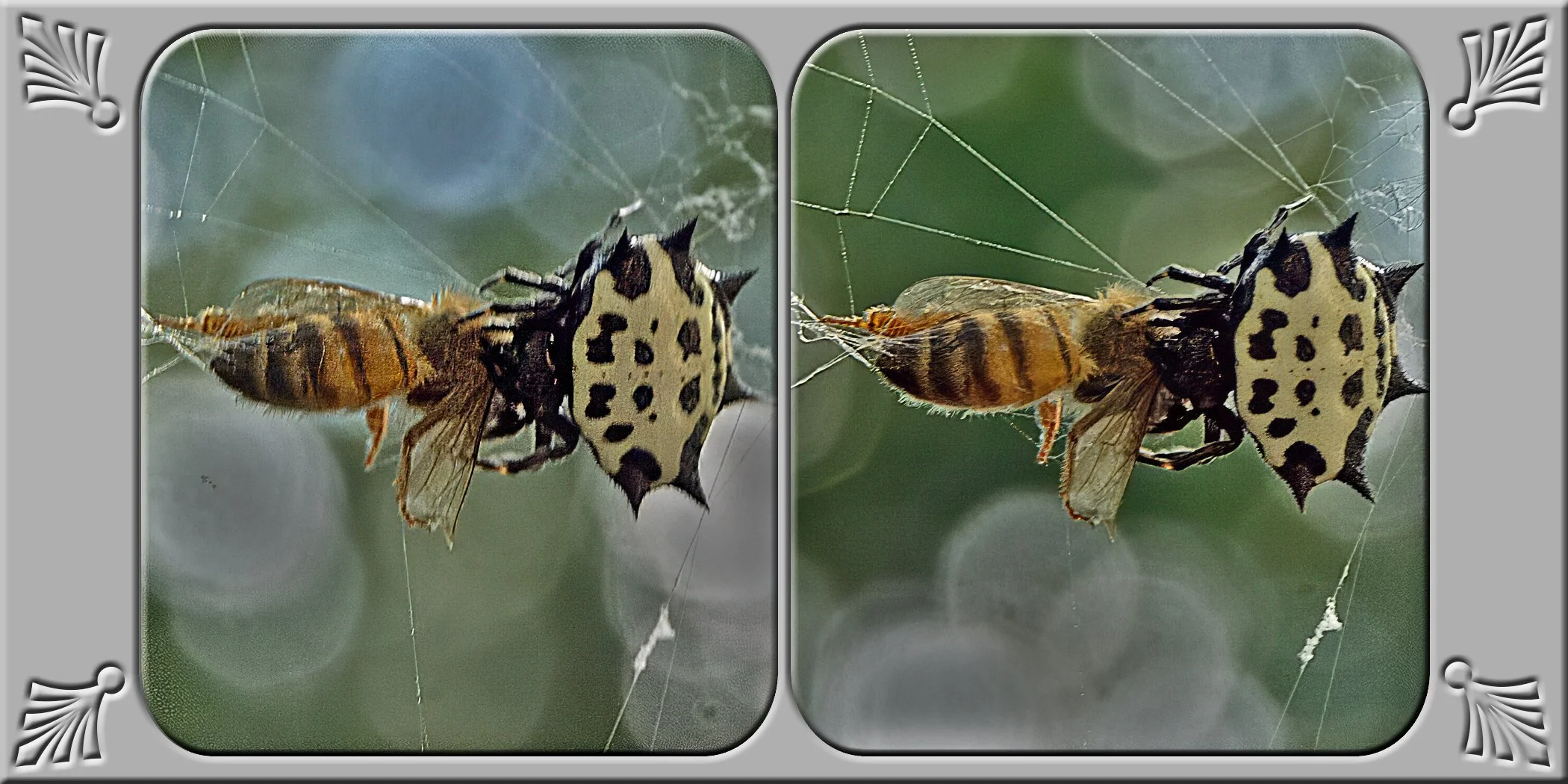 Spider&Bee.jpg