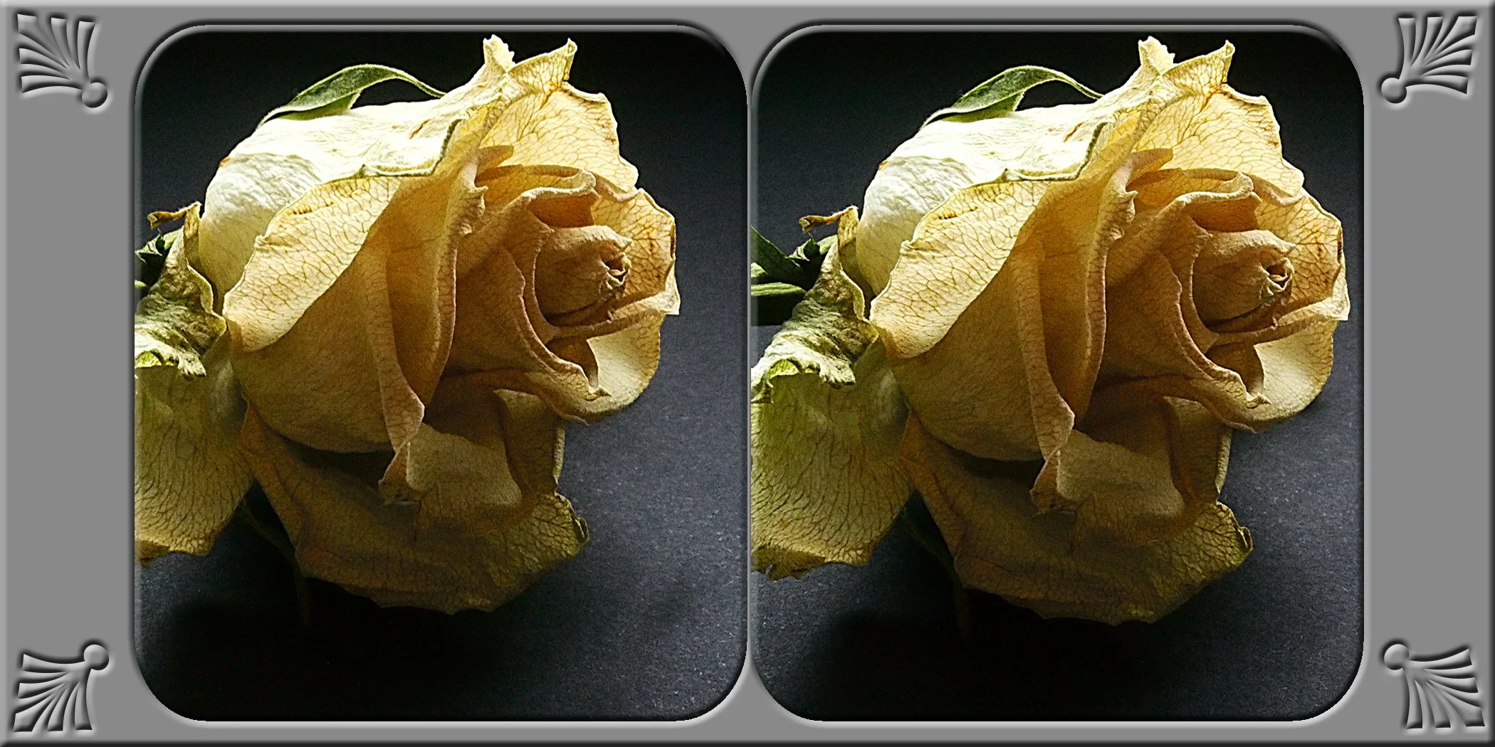 rose-11.jpg