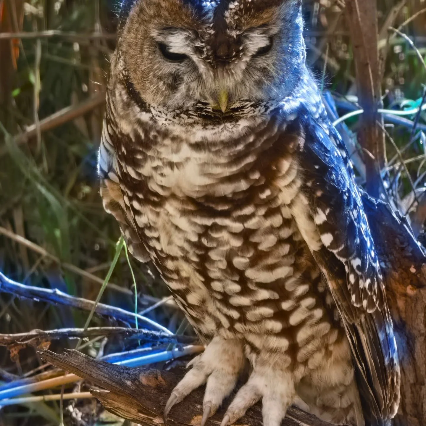 Spotted Owl