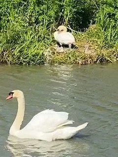 Ashton+swans.jpg