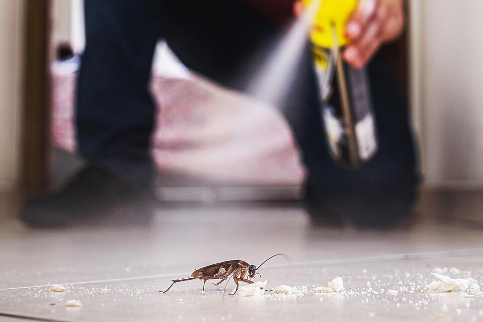 What Attracts Roaches to Your Home and How to Prevent It