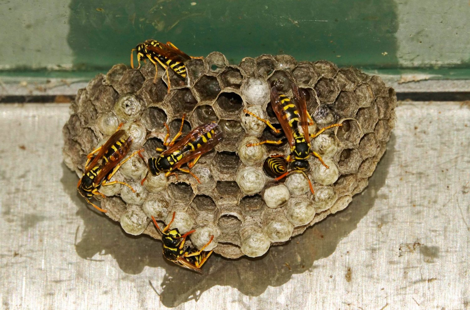 How to Prevent Wasp Nests in Your Yard and Garden