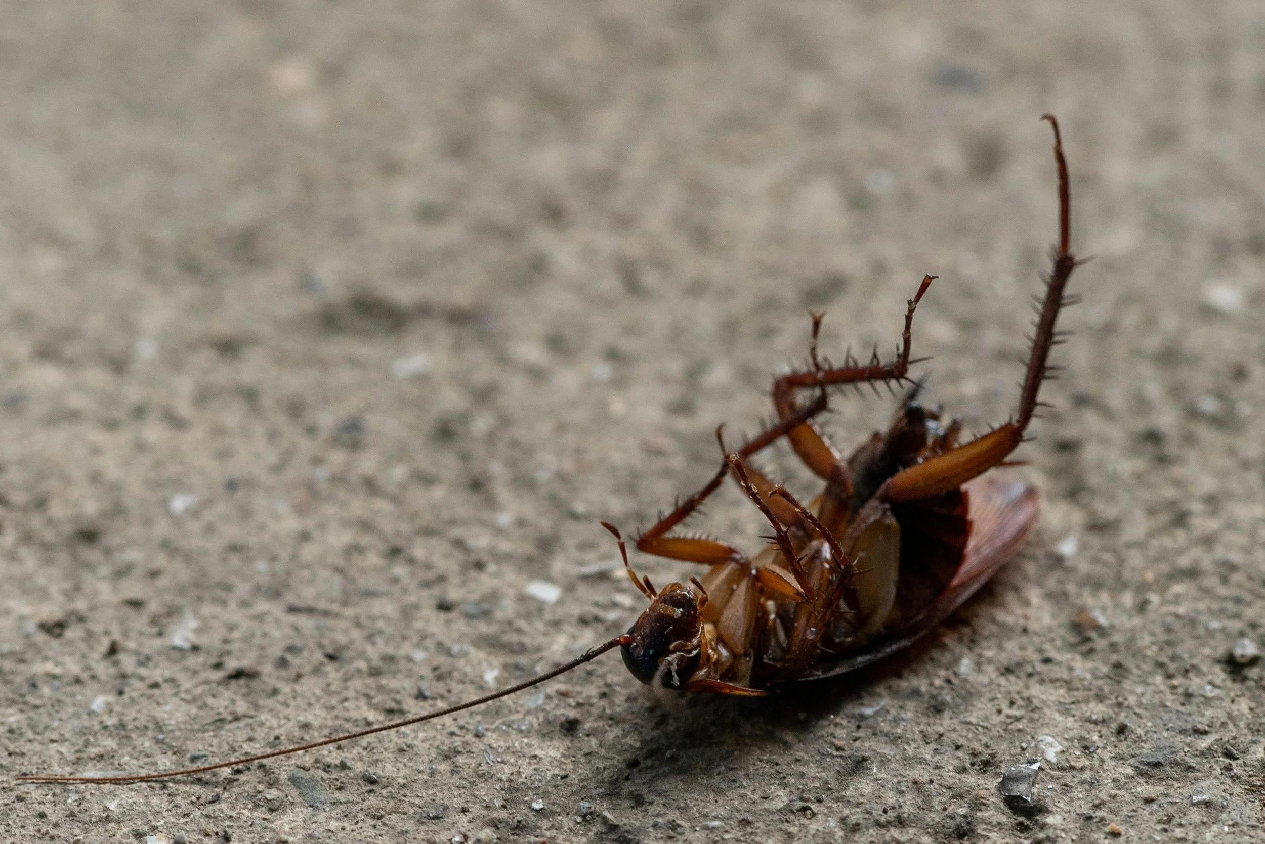 Best Solutions for Residential Roach Control