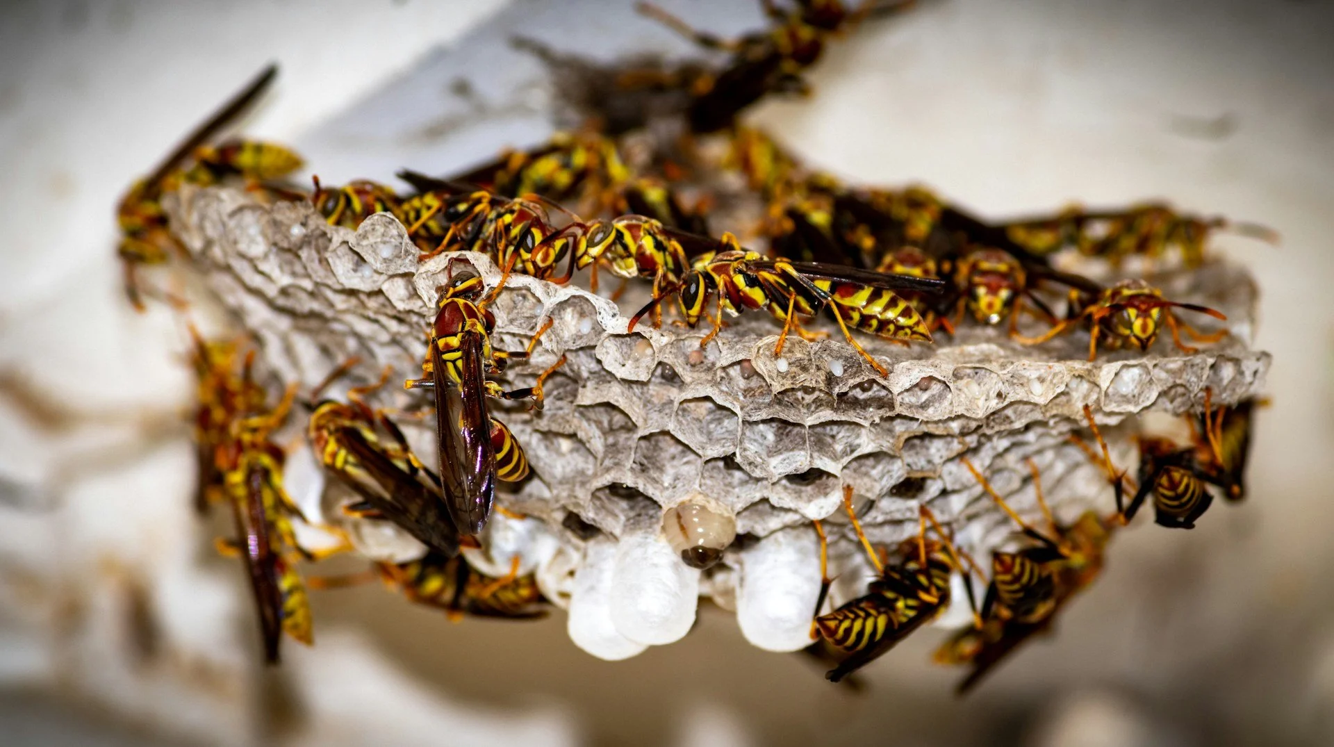 Simple Tips for Identifying Wasp Nests Around Your Home